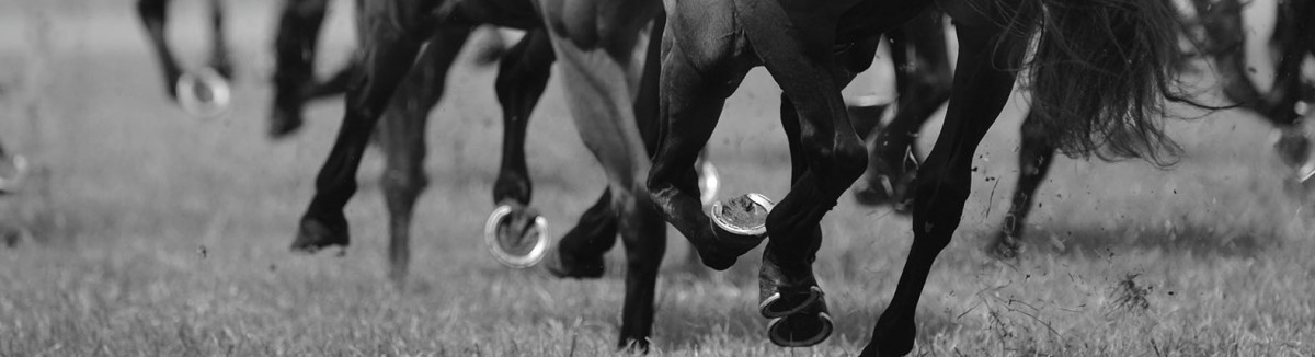 Horse Training Packages